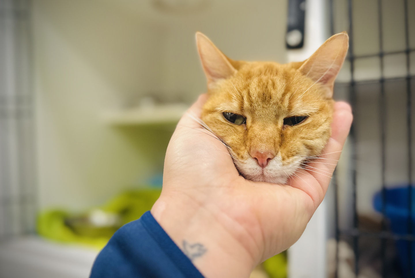 JM Pet Resort & Veterinary Clinic&rsquo;s Health4PETS&reg; Liaison team member cradles an orange cat&rsquo;s head in their hand.