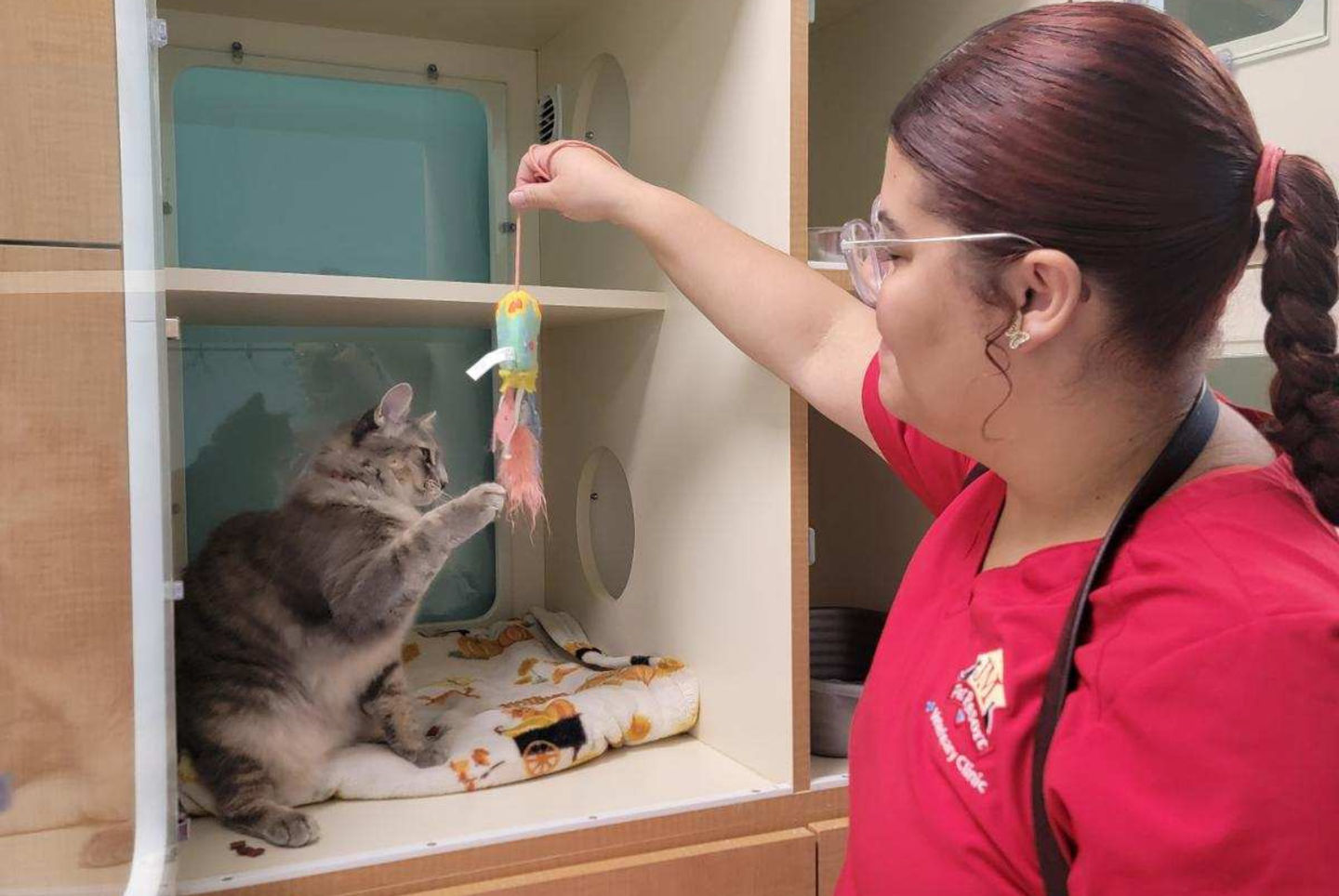 Health4PETS&reg; Liaison plays with a grey cat in their enclosure during a Health4PETS&reg; Extra personal playtime.