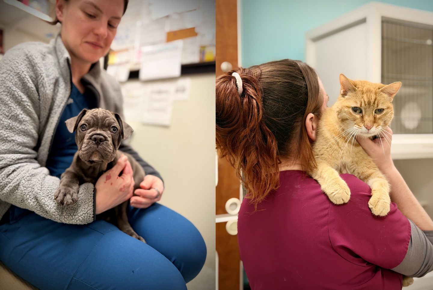 How JM Pet Resort’s Health4PETS® Liaisons Support Your Pet’s Care