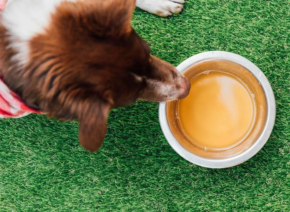Bone Broth for Dogs: More Than Just a Tasty Topper