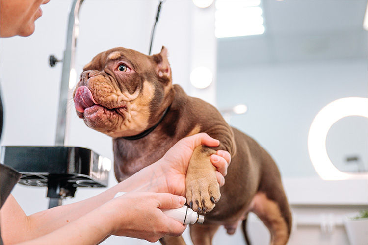 How Nail Health Affects Your Pet’s Comfort and Movement