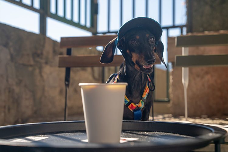 Dog-Friendly Patios and Public Spaces: How to Prepare Your Dog