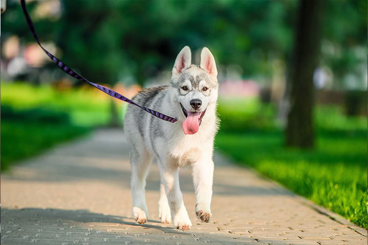 Leash Skills That Actually Matter: Making Walks Easier for You and Your Dog