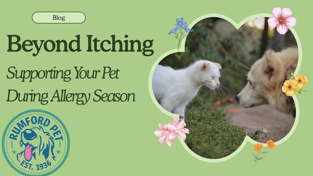 Beyond Itching: Supporting Your Pet During Allergy Season