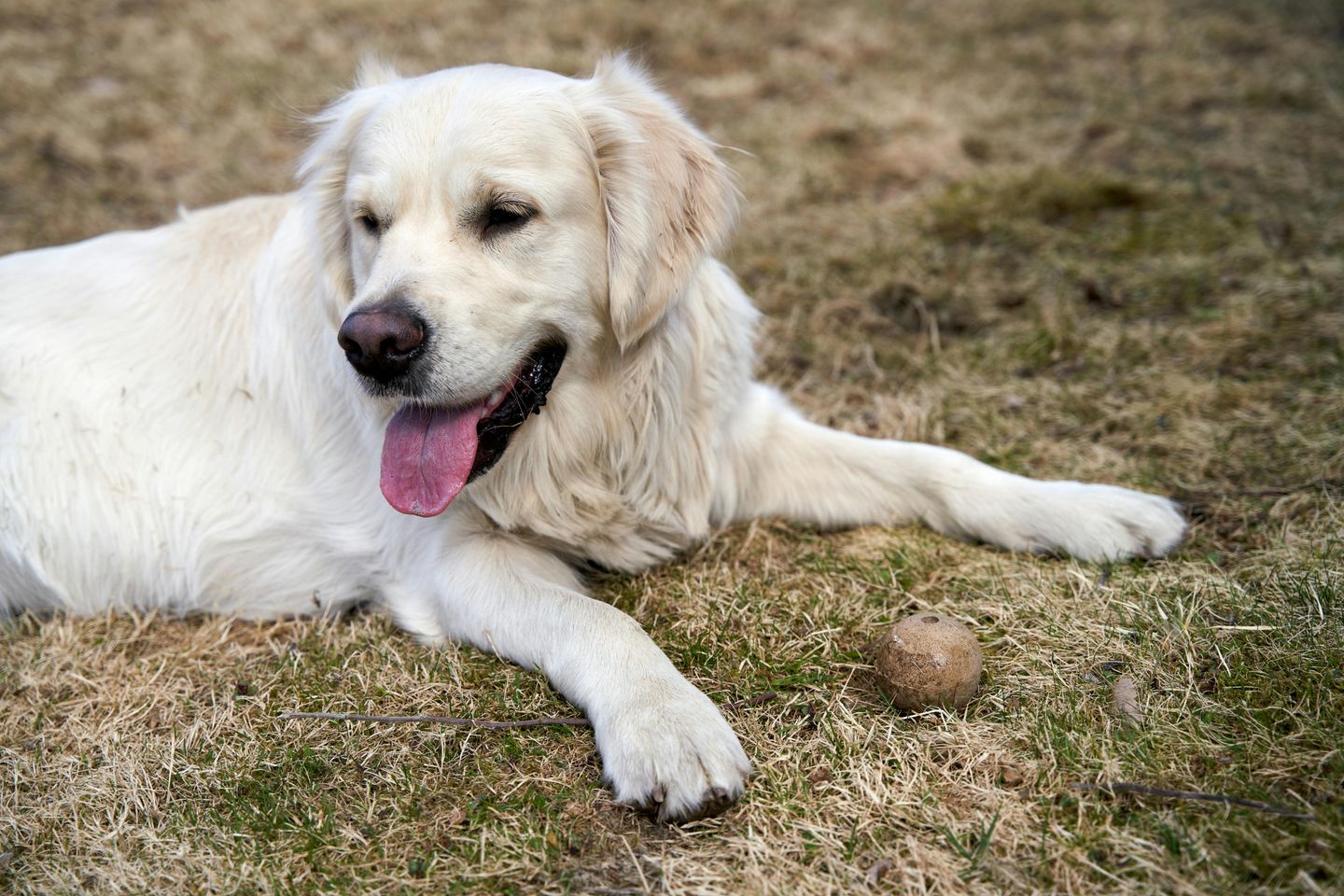 Hot Pavement and Dogs: How to Protect Your Dog's Paws This Summer