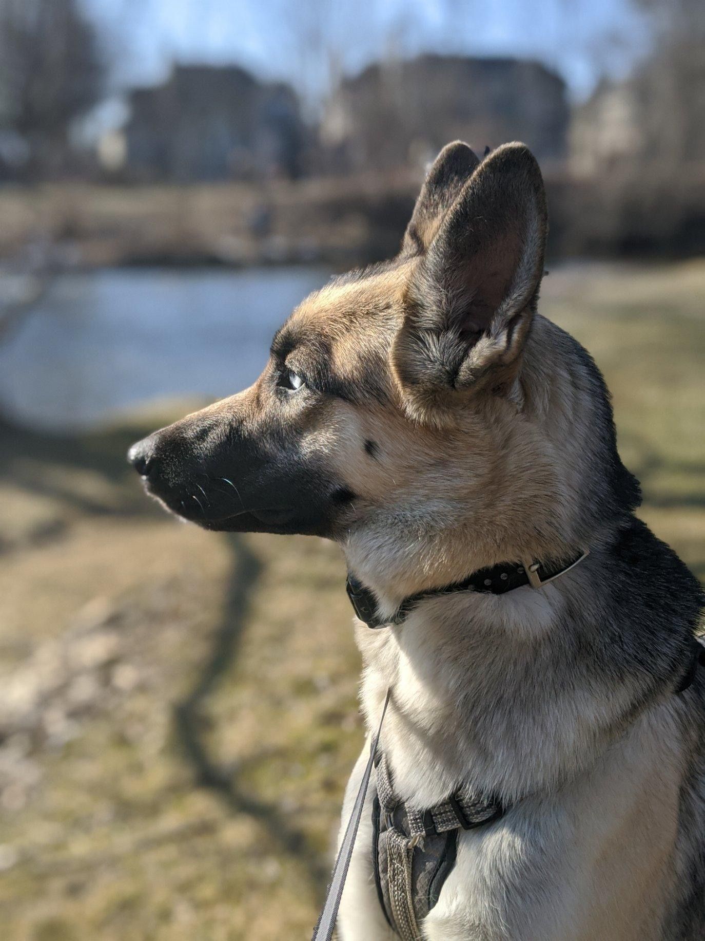 Mobility Issues and Dogs