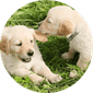 Dog Daycare