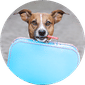Dog Boarding