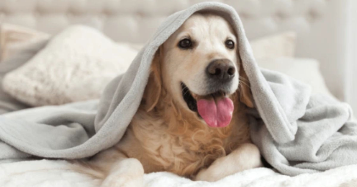 How to Help Your Dog Through Fourth of July Anxiety