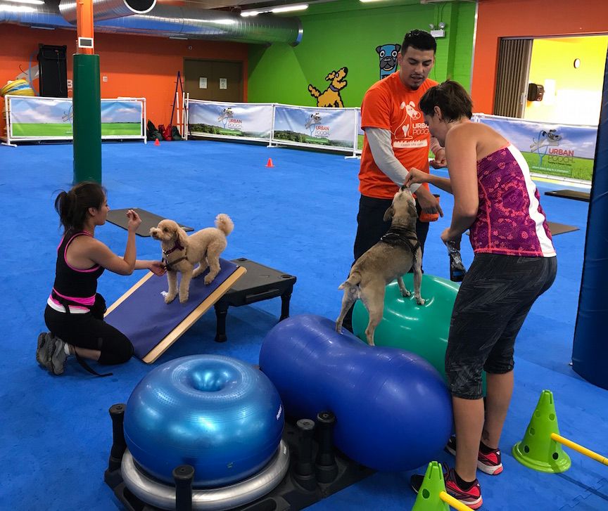 NEW Parent & Pooch Morning Fitness Class