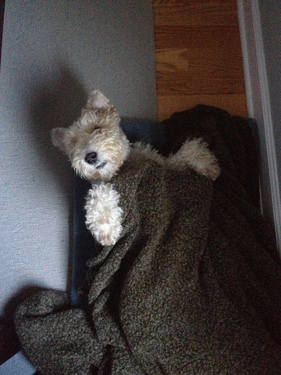 Quincy, our sweet little gentleman