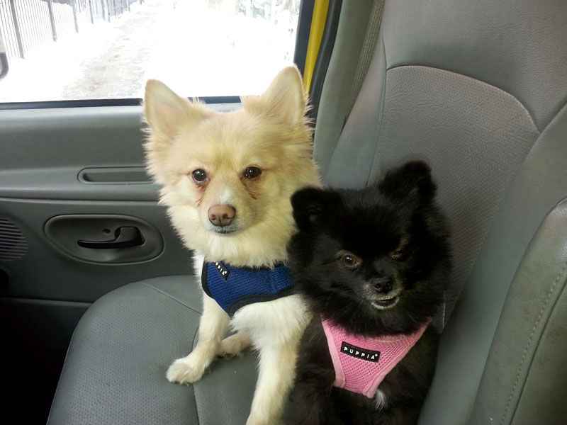 Pooches of the Week: Bear & Ollie