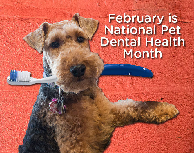 Pet Dental Month product ideas