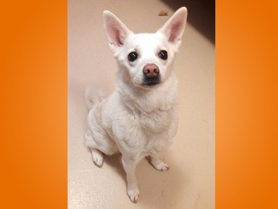 Pooch Of The Week: Coach