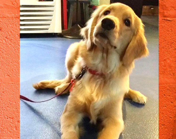 Pooch of the Week: Eleanor