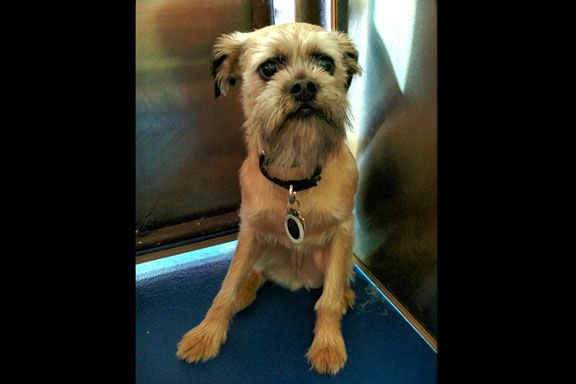 Pooch of the Week: AUDREY