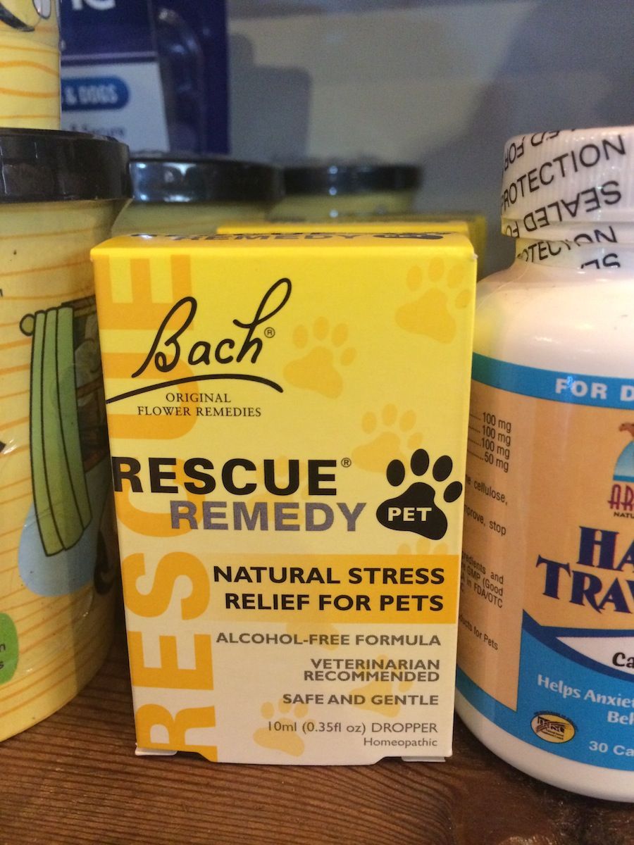 Calming Your Dog’s Anxiety during Air and Water Show