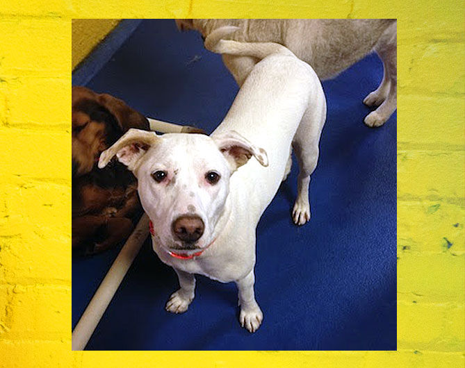 lulu belle dog grooming & spa