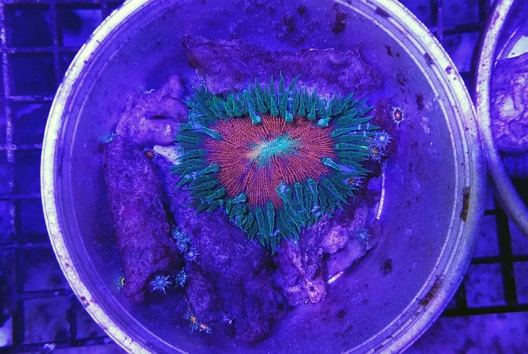 Captive Rock Anemone Reproduction