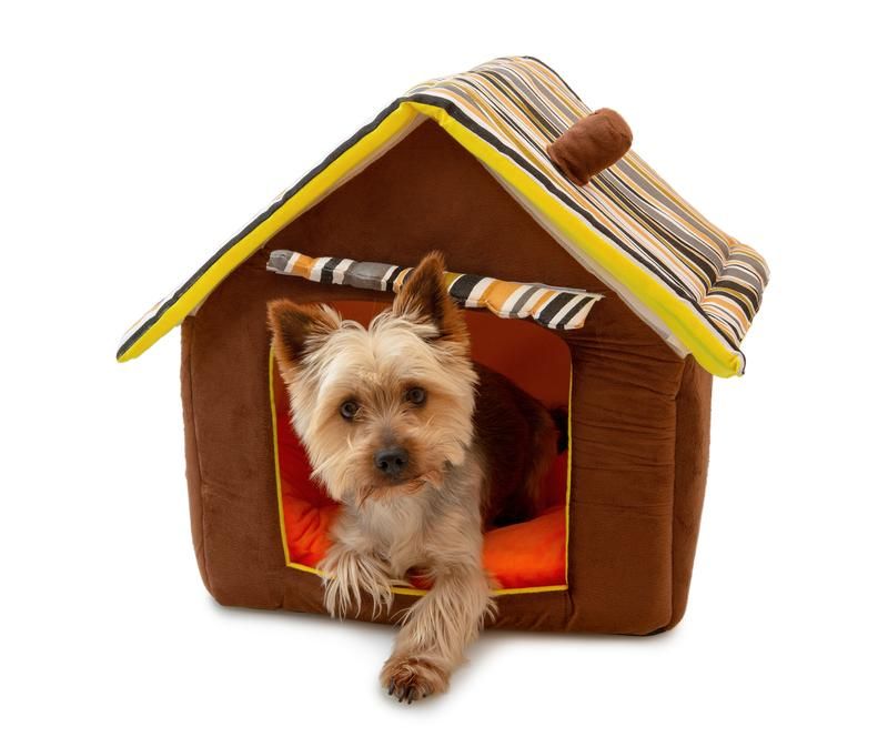 In the Doghouse — What to Keep in Mind When Creating a Room for Your Dog