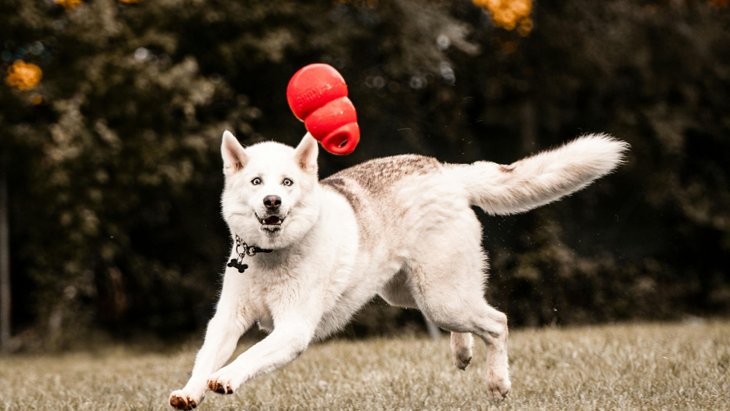 Dog Day Camp in Kansas City: The Fun and Safe Way to Keep Your Dog Active