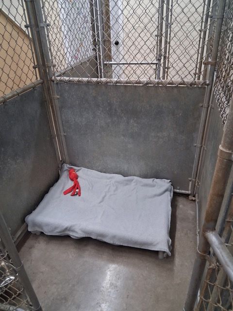 Interior kennel boarding area