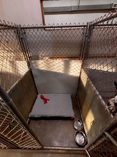 Interior kennel accommodations