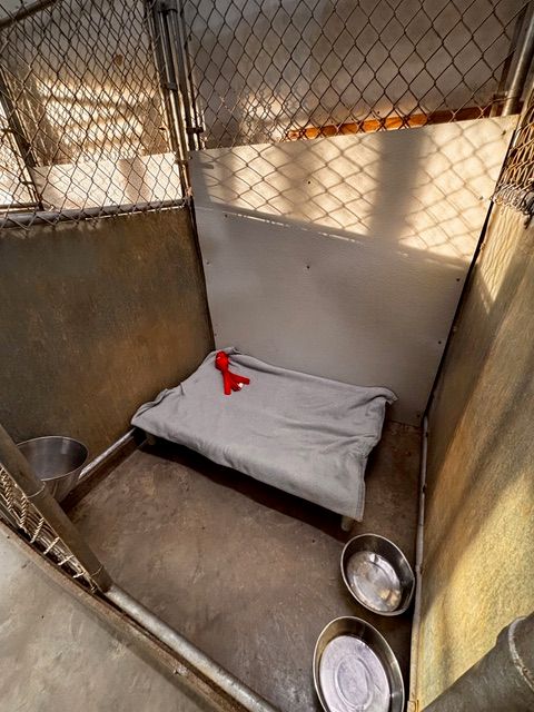 Interior kennel boarding