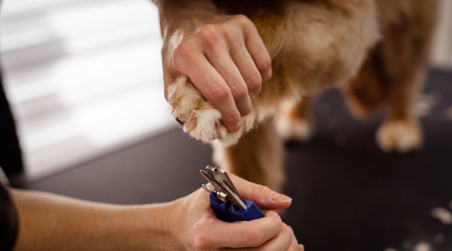 Full Service Grooming