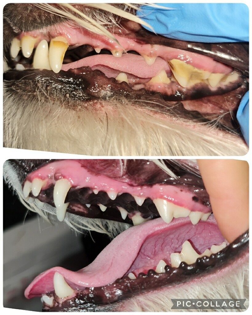 Pet Dental Cleaning