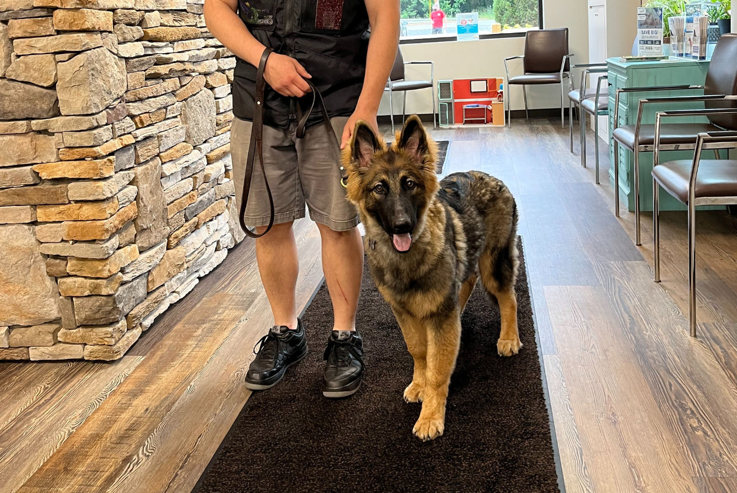 A German Shepherd puppy practices loose leash walking skills inside the lobby of JM Veterinary Clinic during a Board & Train session.
