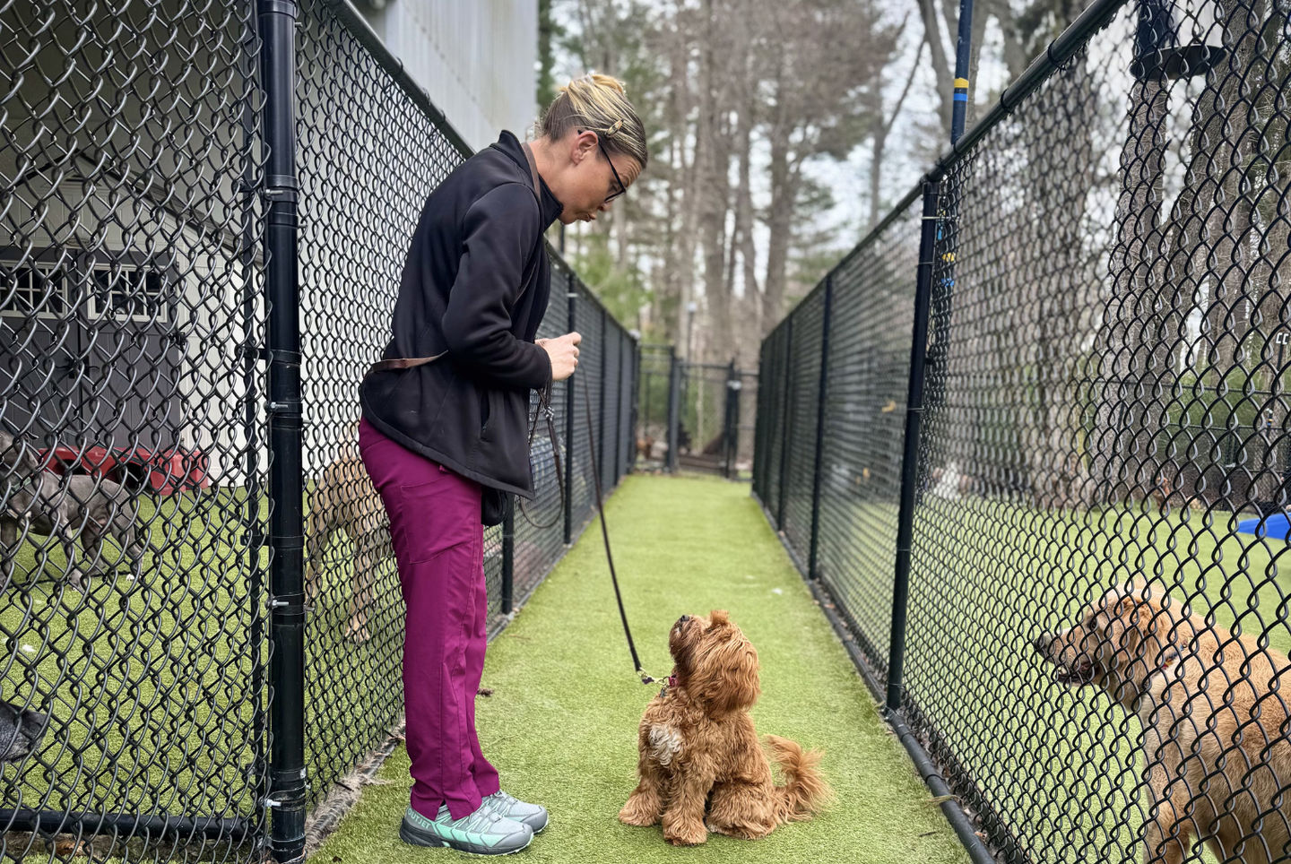 PLAYtrain® Specialist Ali works one-on-one with a small brown dog in the playyards.