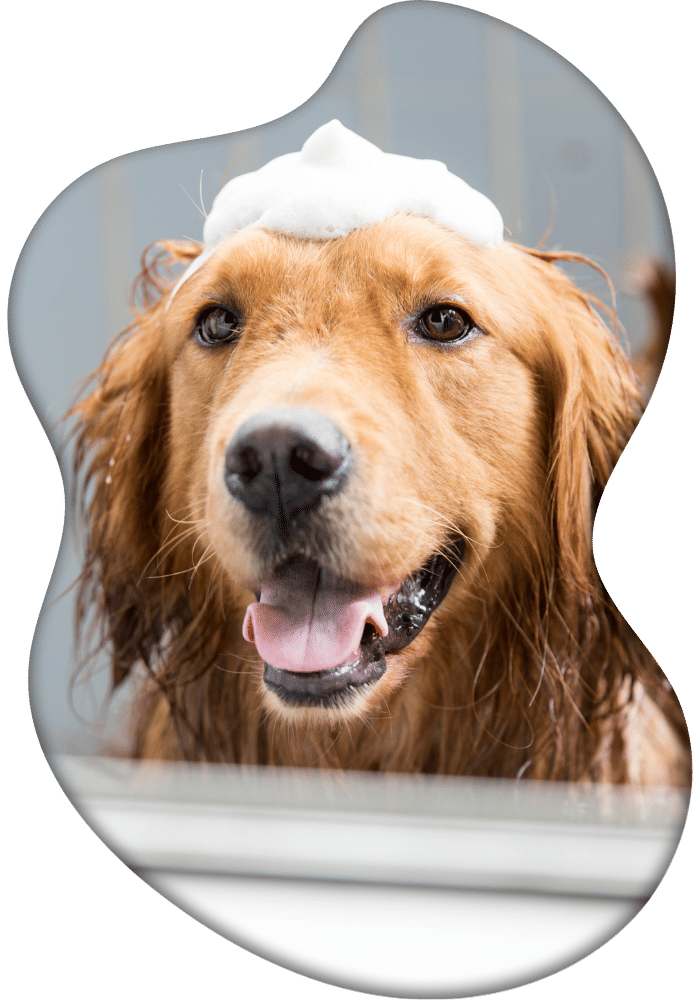Dog grooming at Uncle Craig's Dog Spa
