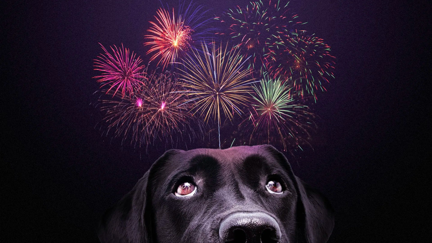 Image of Local Pet Event FIREWORKS MAKE YOUR PET ANXIOUS? Nearby