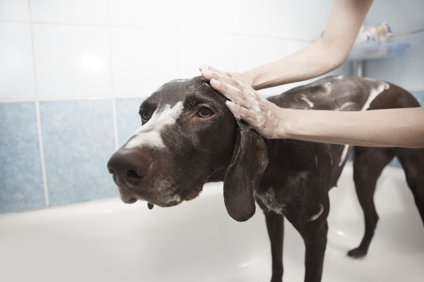 Full Service Grooming