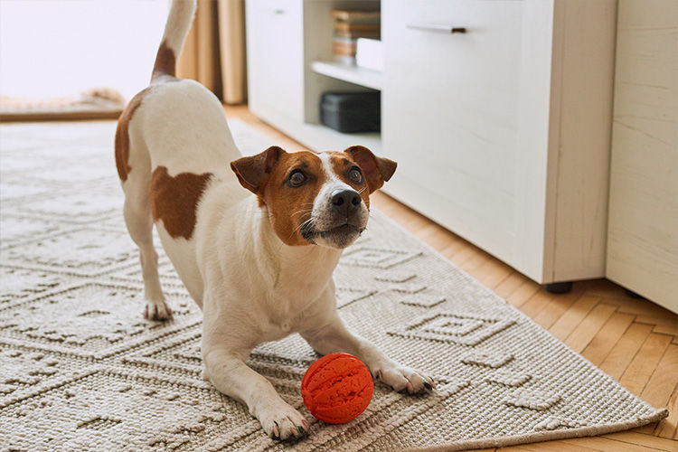Too Hot for a Walk? Try These Indoor Enrichment Ideas