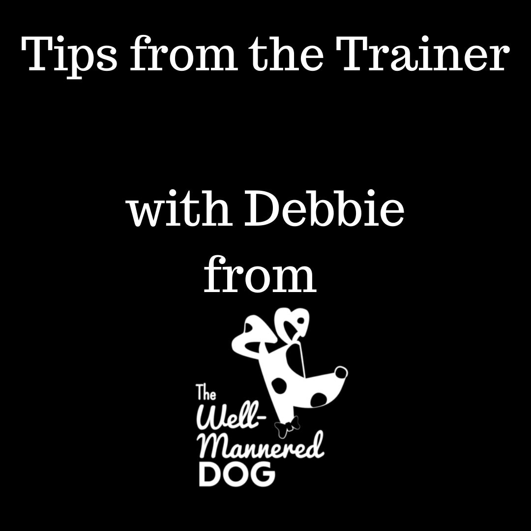 Stress Reduction activities with Debbie Schaefer with The Well Mannered Dog in Eugene
