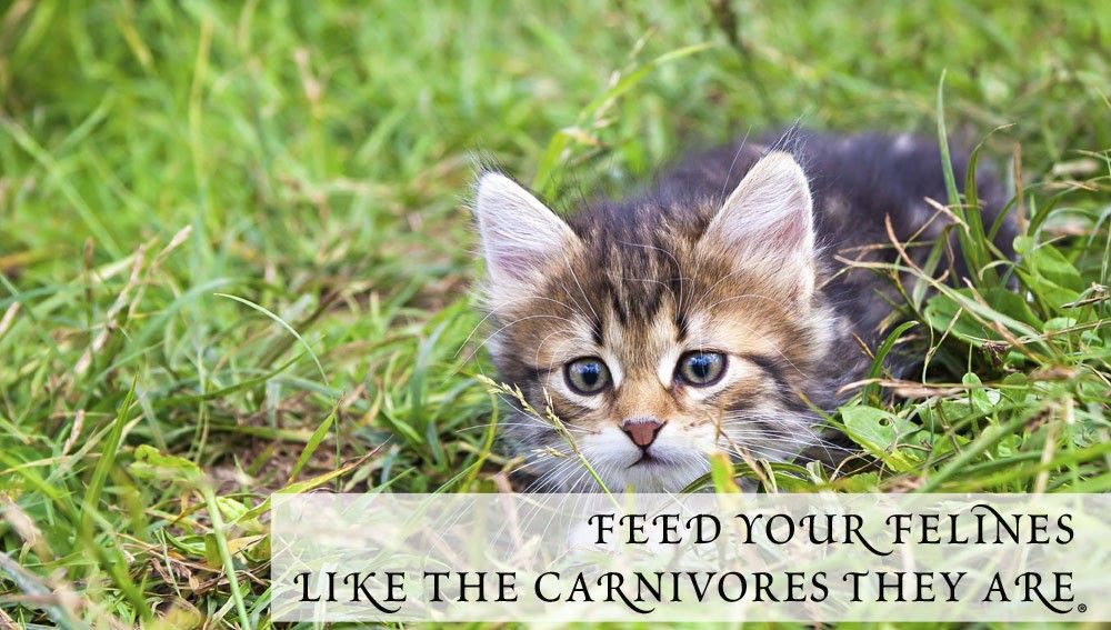 WHY CATS NEED RAW FOOD