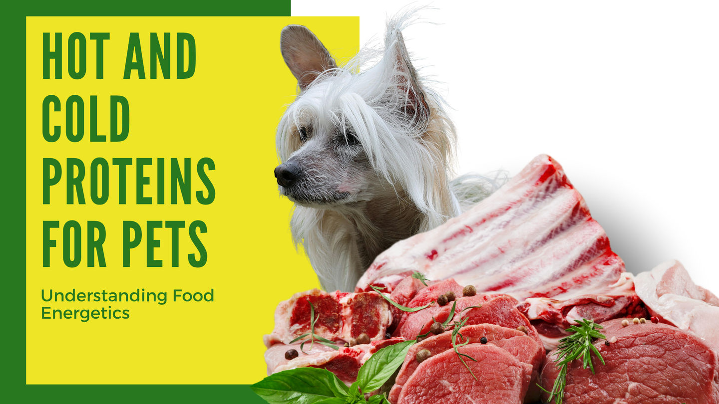 Hot and Cold Proteins for Pets: Understanding Food Energetics