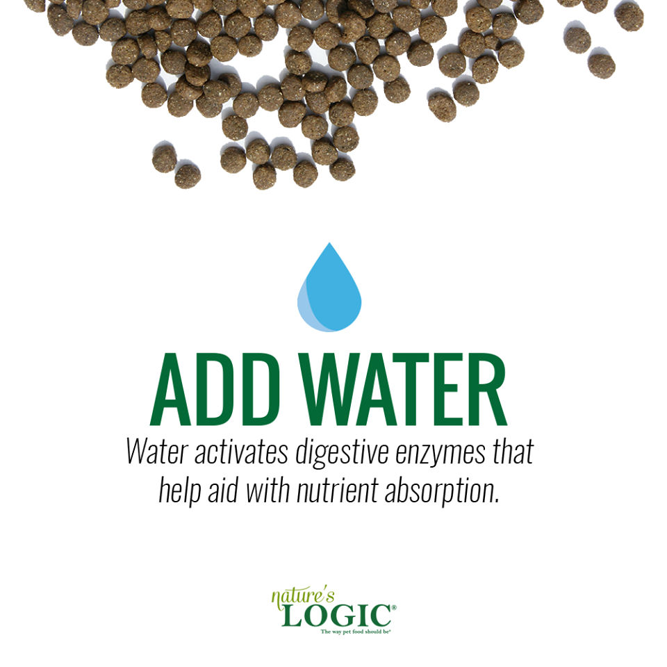 The Importance of Moisture in Pet Food