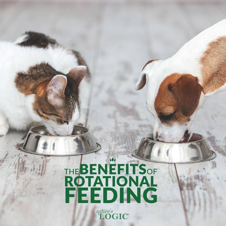 Feed a Variety of Food