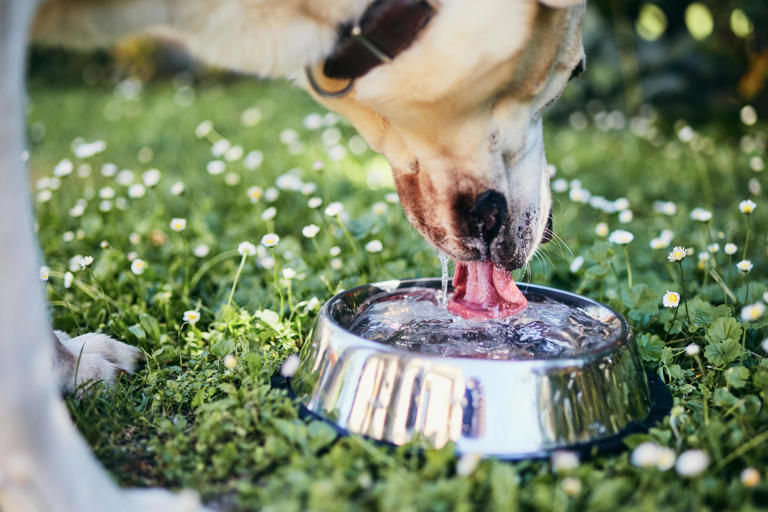 11 simple ways to keep dogs cool and safe in a heatwave