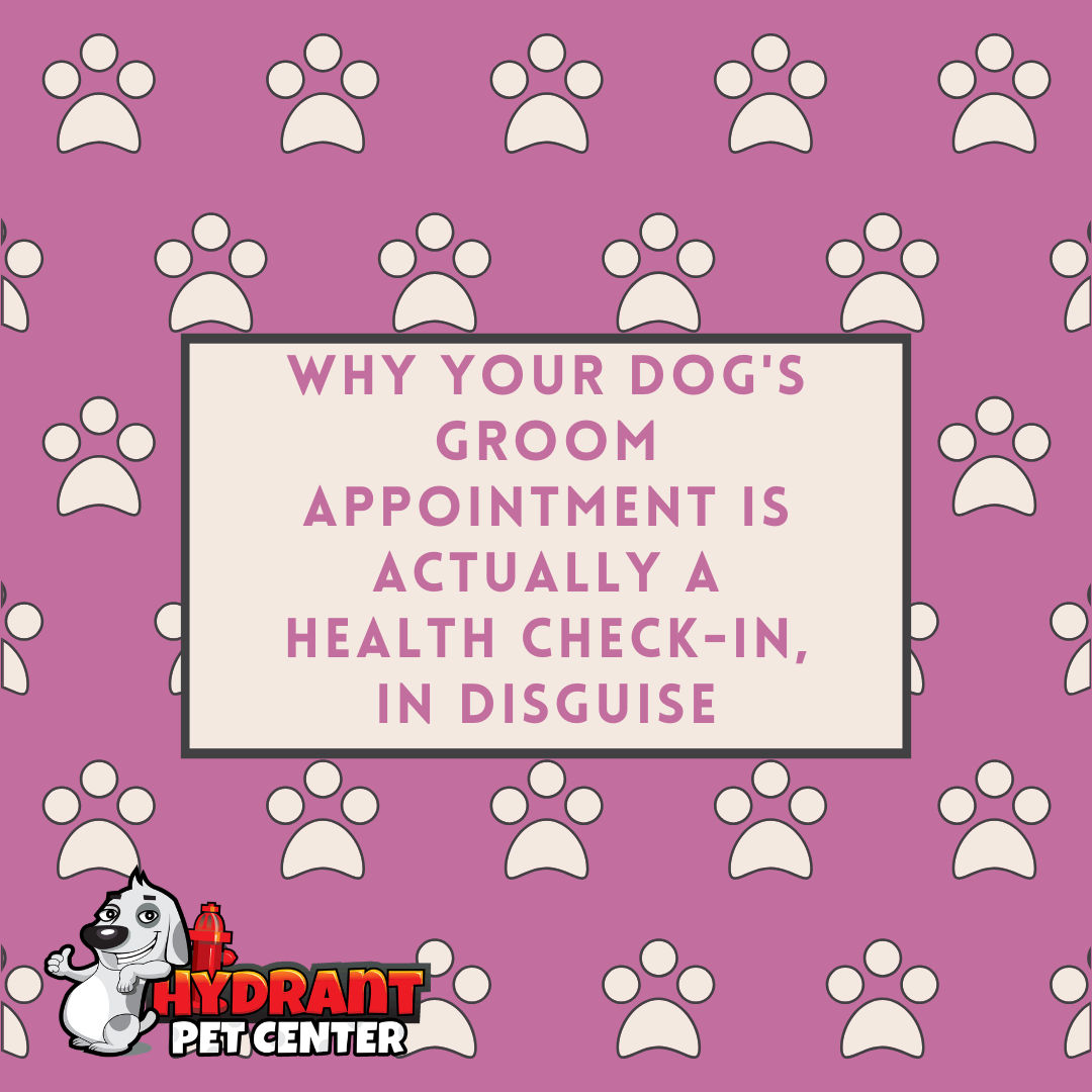 Why Your Dog's Groom Appointment Is Actually a Health Check-in, in Disguise