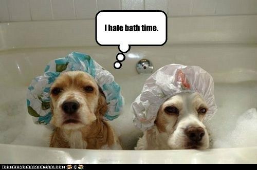 why do dogs love water but hate baths