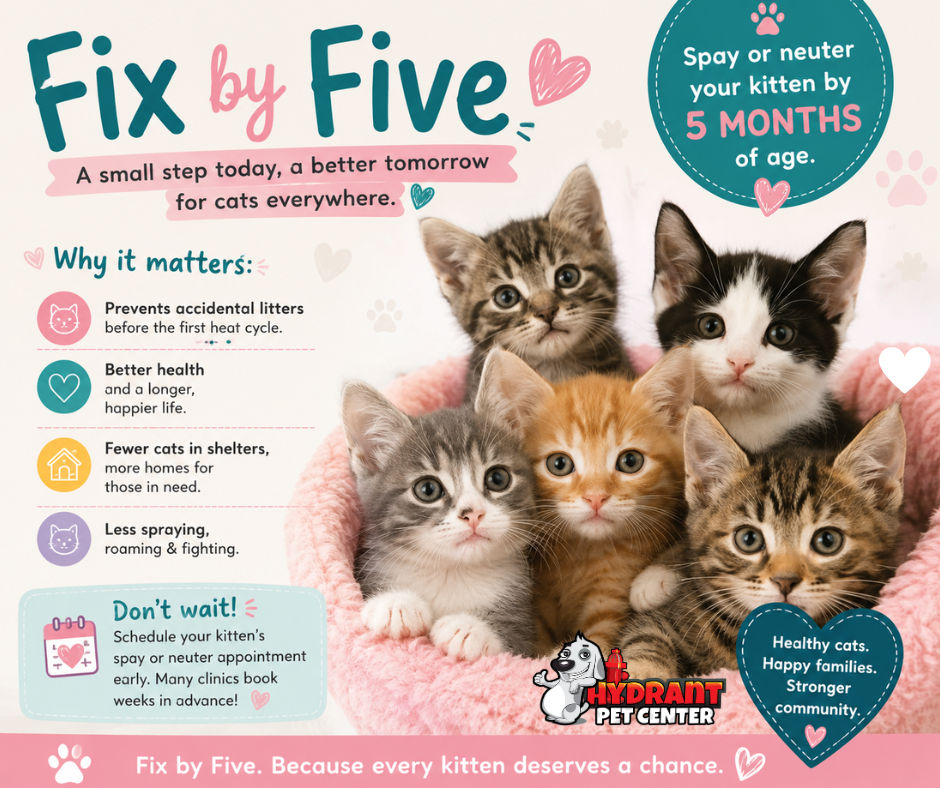 Fix by Five: Why Your Kitten Should Be Spayed or Neutered by 5 Months