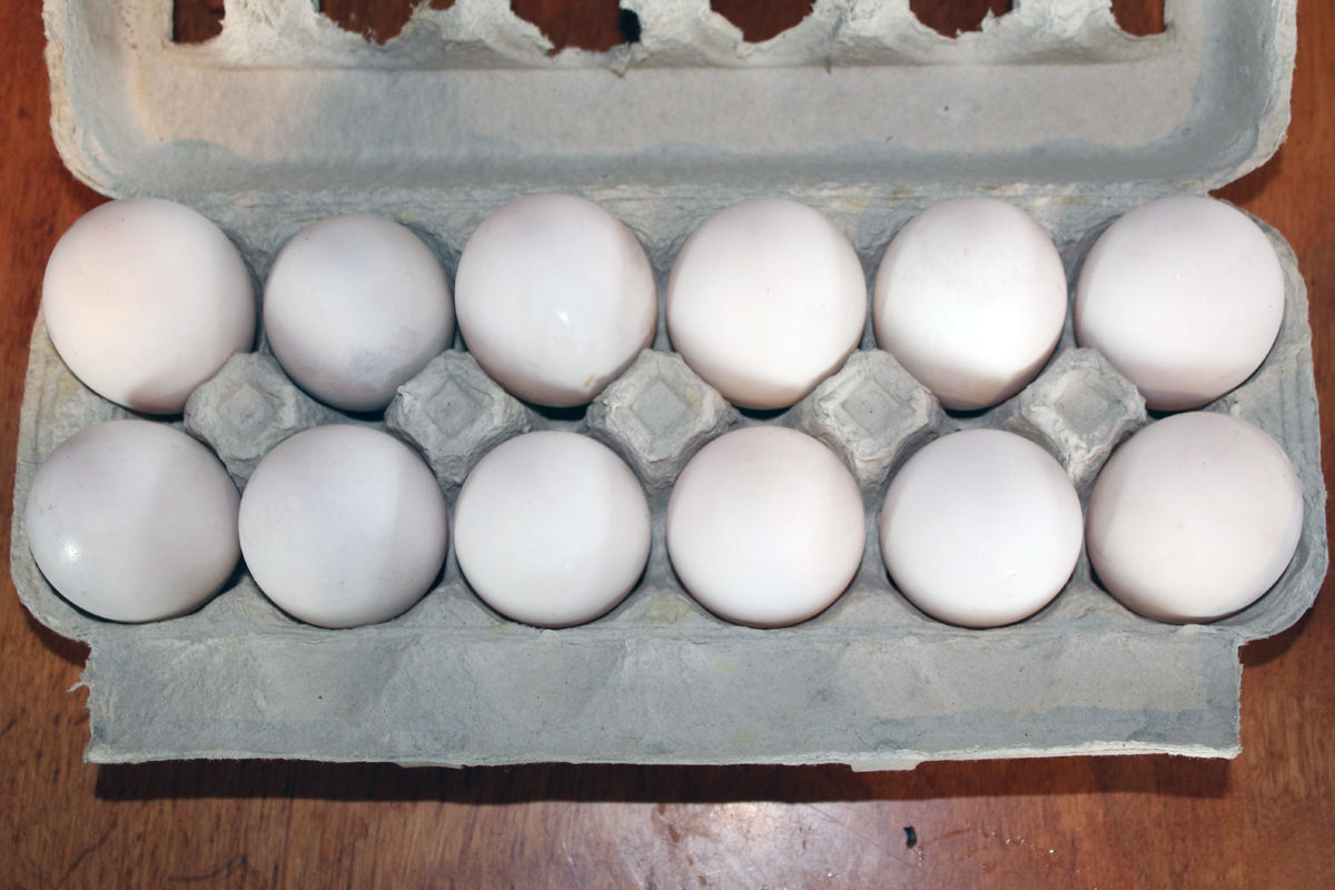 hatching duck eggs for sale