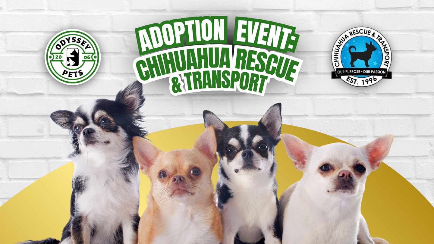 Image of Local Pet Event Chihuahua Adoption Event Nearby
