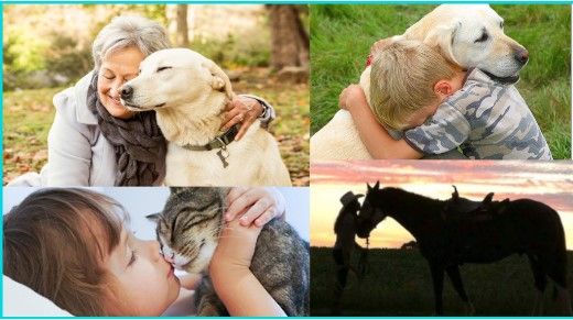 Creature Comfort - The power of animals  and COVID-19