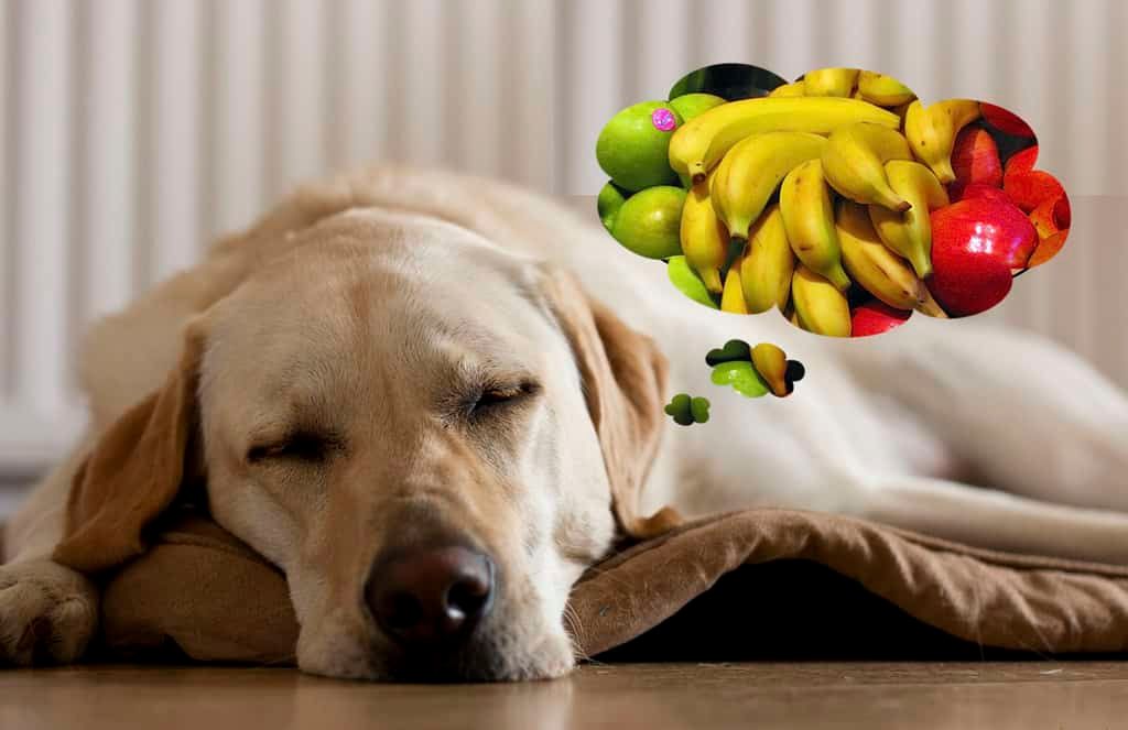 Good Fruit for Dogs