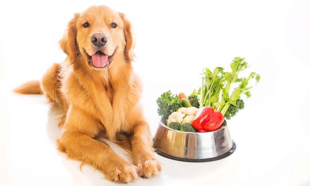 Good Veggies for Dogs